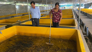 Lợi nhuận cao từ nuôi lươn không bùn