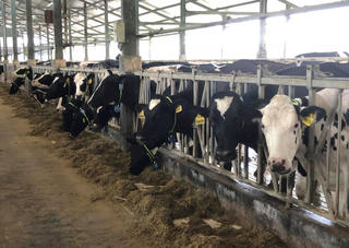 Chăn nuôi bò sữa đối mặt nhiều thách thức