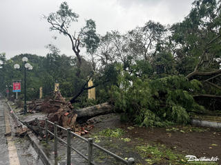 Bảo tồn cây xanh đô thị