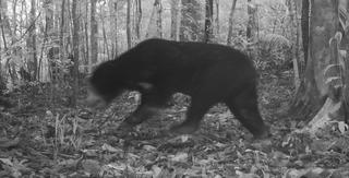 Quảng Ngãi: Phát hiện thêm nhiều loài động vật quý hiếm