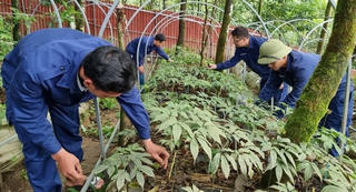 Sâm Lai Châu - 'Ngọc' quý nơi đại ngàn
