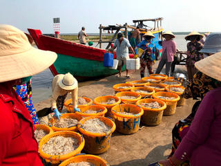 Gò Công Đông vào mùa ruốc bạc