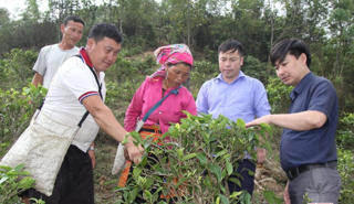 Phát triển kinh tế - xã hội vùng đồng bào dân tộc thiểu số