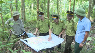 Tuyên Quang: Yên Sơn chú trọng phát triển cây lâm nghiệp gắn với bảo vệ rừng bền vững