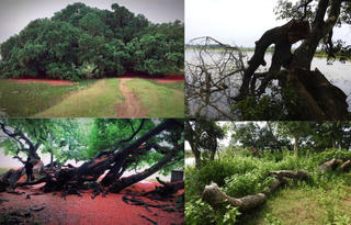 (ẢNH) 'Báu vật' quần thể lộc vừng nghìn năm… chết mòn