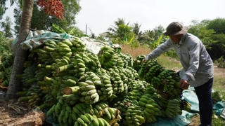 Nông dân phấn khởi khi được cả mùa lẫn giá