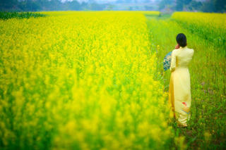 Có một mùa hoa cải…
