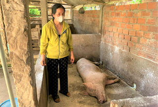 Dịch tả lợn châu Phi vẫn phức tạp