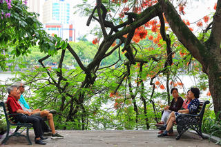 Ngắm hoa phượng đỏ nở rực rỡ