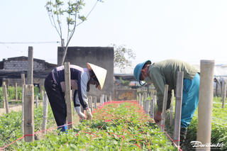 ‘Vựa hoa’ lớn nhất xứ Thanh chạy đua với Tết