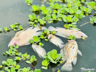 Quảng Ngãi: Cá chết hàng loạt trên sông Bàu Giang