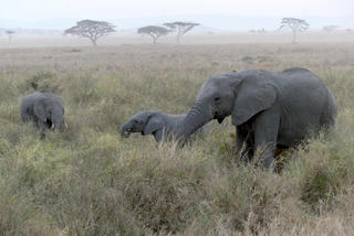 Mối nguy từ suy giảm đa dạng sinh học