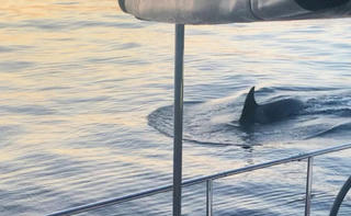 Cá voi sát thủ đâm thủng du thuyền Tây Ban Nha