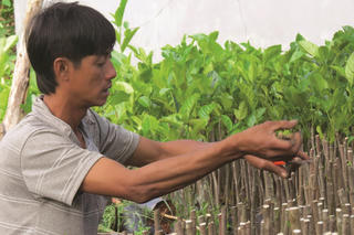 Ươm mầm xuân bên dòng Hàm Luông