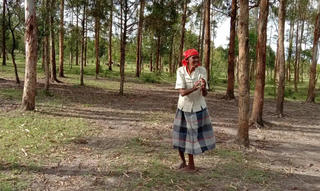 90.000 cây xanh: Cộng đồng Kipsigis và câu chuyện hồi sinh khu rừng tại Kenya