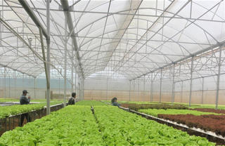 Nghịch lý quỹ đất sản xuất nông nghiệp