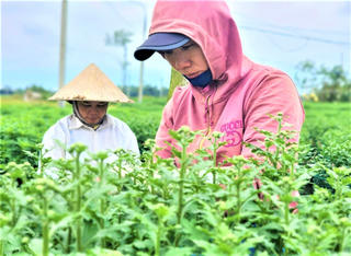 Quảng Ngãi: Vắng bóng thương lái, người trồng hoa cúc lo lắng