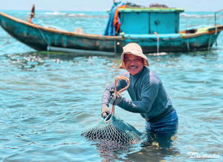 Quảng Ngãi: Ngư dân lặn bắt nhum biển, kiếm tiền triệu mỗi ngày