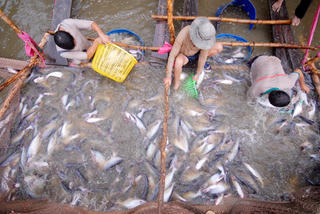 Vực dậy ngành cá tra