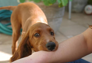 Nhiều trẻ bị thương nghiêm trọng do chó cắn