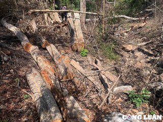 Gia Lai: Khởi tố vụ án phá rừng đặc dụng