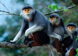 Bảo tồn đa dạng sinh học: Phục hồi các hệ sinh thái tự nhiên