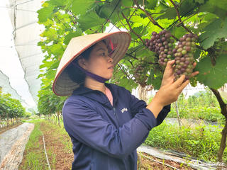 Ngắm vườn nho trĩu quả sắp vào vụ 'hút' khách tham quan