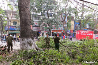 Nghề cắt tỉa cây xanh