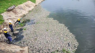 Đà Nẵng: Lấy mẫu tìm nguyên nhân khiến hàng chục tấn cá chết