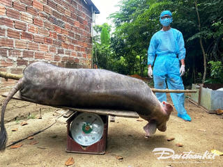 Dịch tả lợn châu Phi tại Đà Nẵng: Tổng lực dập dịch nhưng không chủ quan