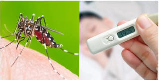 Hà Nội tăng cường biện pháp phòng chống bệnh dại, tay chân miệng, sốt xuất huyết