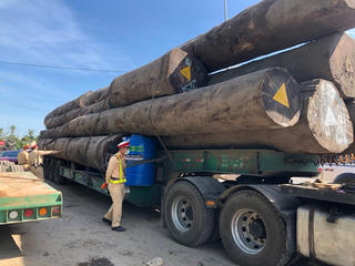 Quảng Ngãi: Tạm giữ xe đầu kéo chở 13 lóng gỗ lim đường kính 1 m