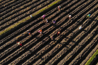 Điêu đứng vì hạn hán