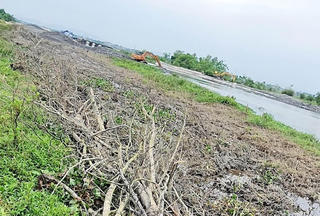 Huế:  Thi công bờ kè, một đơn vị thi công san ủi nhiều diện tích rừng ngập mặn