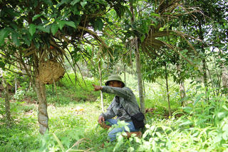 Thanh Kỳ mùa săn ong
