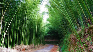 Cây trúc sào đem mùa no ấm cho người dân vùng cao Cao Bằng