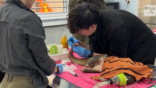 Cuộc chiến bảo vệ sự sống hoang dã