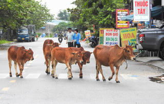 Đà Nẵng: Đường phố thành bãi chăn bò