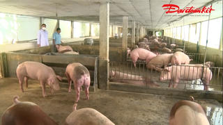 Thái Nguyên: Chăn nuôi an toàn sinh học, giải pháp phát triển bền vững