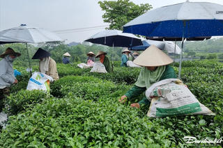 Thái Nguyên – Đệ nhất danh trà: Bài 3 - Tân Cương, nơi khởi nguồn sản xuất chè hữu cơ Việt Nam