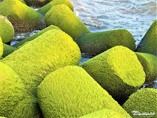 Quảng Ngãi: Đẹp ngỡ ngàng mùa rêu xanh