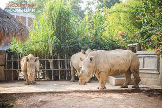 Vụ 6 con tê giác bị chết: Tiêu hủy phần thân, giữ lại phần đầu