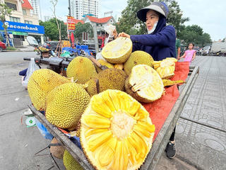 Doanh nghiệp và nông dân cùng khó khăn vì trái cây rớt giá