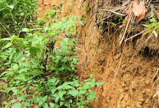 Quảng Ngãi: Đề nghị công bố khẩn cấp sạt lở núi Mang Ka Muồng