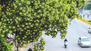 Lỗi không bởi… hoa sữa