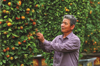 Quất, quýt, bưởi đợi Tết