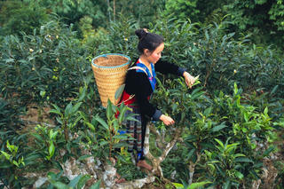 Ngành chè tìm lời giải cho bài toán nâng giá trị