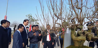 Rực rỡ hội chợ hoa đào