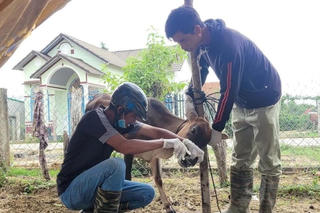 Thủ tướng chỉ đạo triển khai giải pháp phòng, chống dịch bệnh gia súc, gia cầm