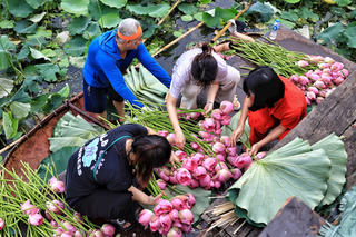 Sen Hồ Tây vào mùa đắt giá, cung không đủ cầu